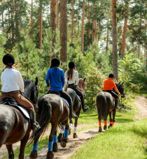 Прогулки и тренировки